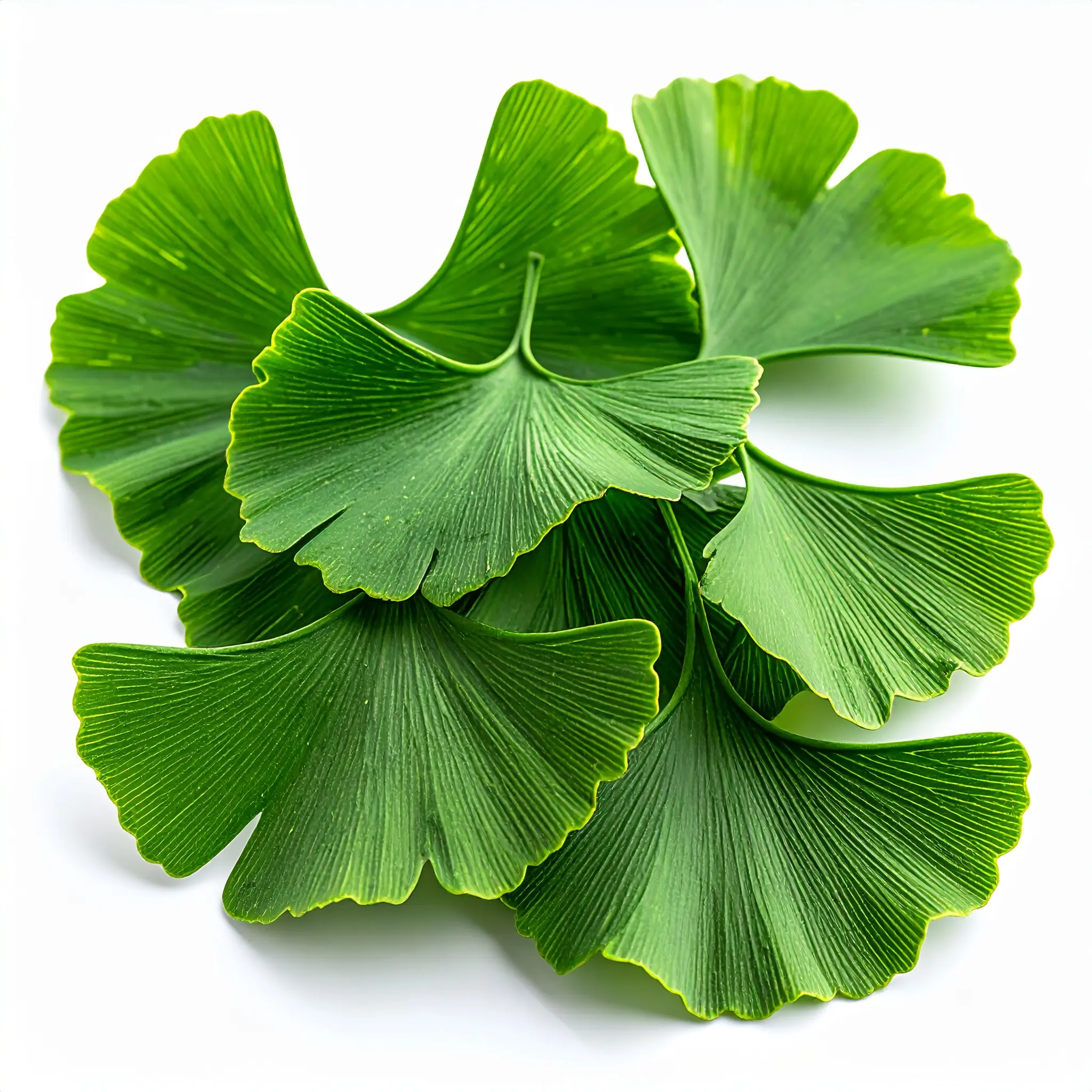 Ginkgo biloba