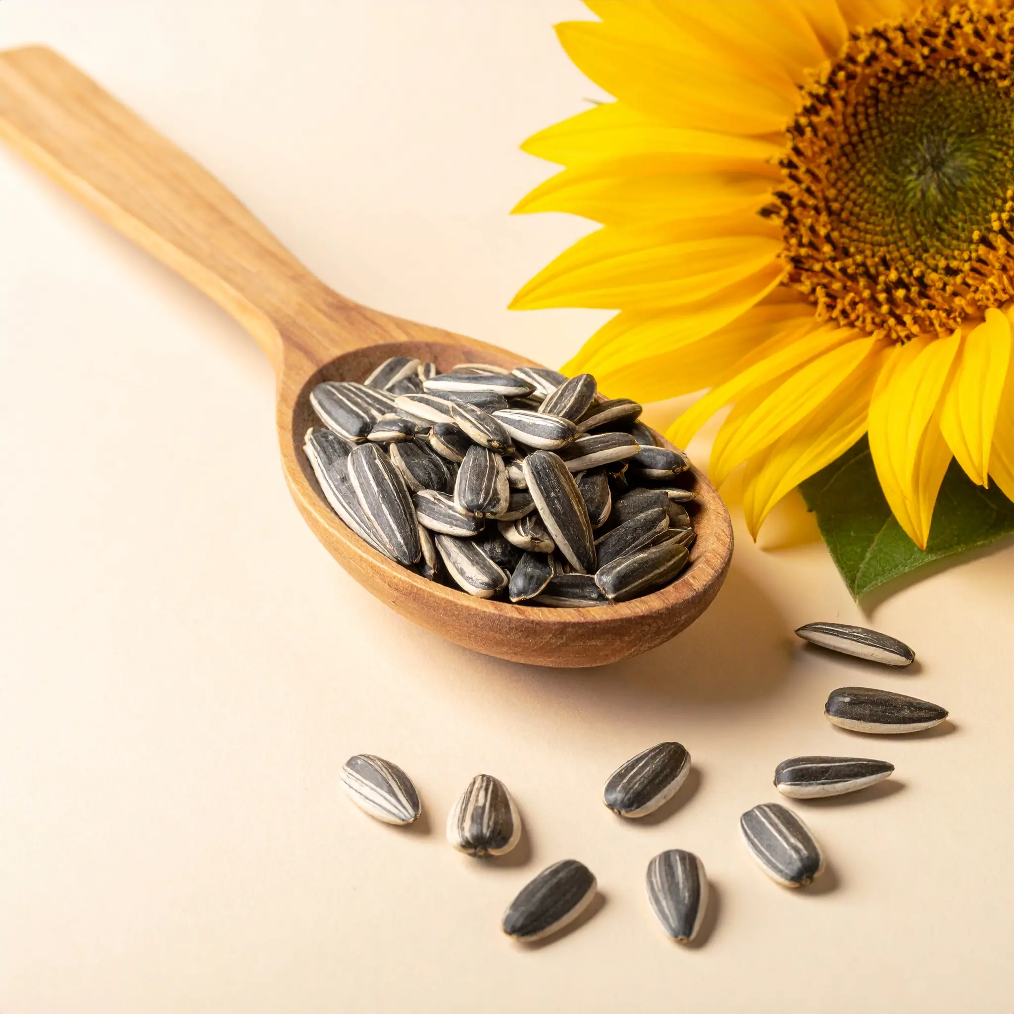 Tournesol